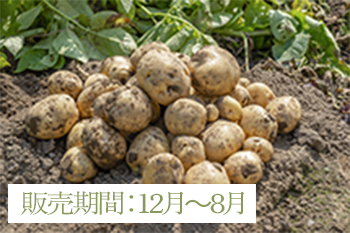 西豊（ニシユタカ）